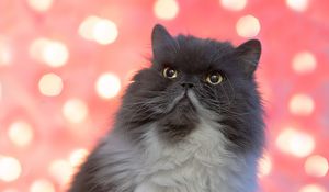 Preview wallpaper persian cat, cat, pet, fluffy, glance