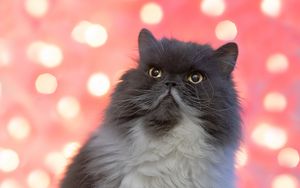 Preview wallpaper persian cat, cat, pet, fluffy, glance