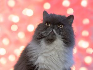 Preview wallpaper persian cat, cat, pet, fluffy, glance