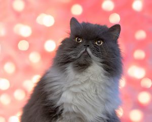 Preview wallpaper persian cat, cat, pet, fluffy, glance