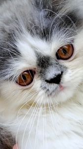 Preview wallpaper persian cat, face, fluffy, cute