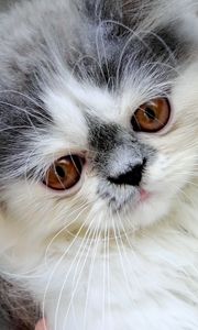 Preview wallpaper persian cat, face, fluffy, cute