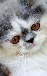 Preview wallpaper persian cat, face, fluffy, cute