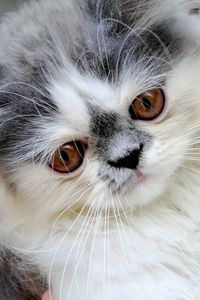 Preview wallpaper persian cat, face, fluffy, cute