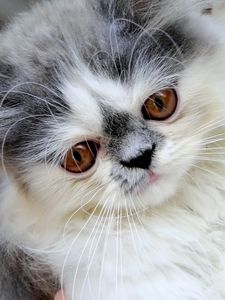 Preview wallpaper persian cat, face, fluffy, cute