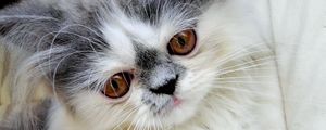 Preview wallpaper persian cat, face, fluffy, cute