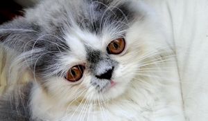 Preview wallpaper persian cat, face, fluffy, cute