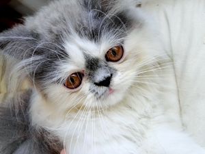 Preview wallpaper persian cat, face, fluffy, cute