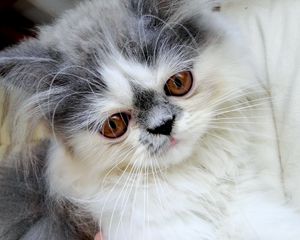 Preview wallpaper persian cat, face, fluffy, cute