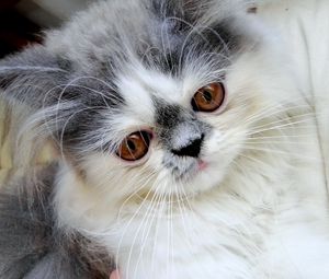 Preview wallpaper persian cat, face, fluffy, cute