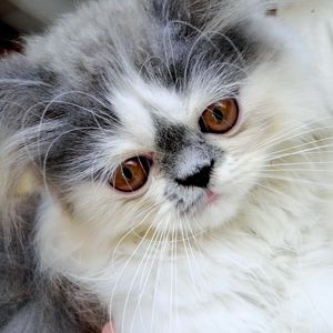 Preview wallpaper persian cat, face, fluffy, cute