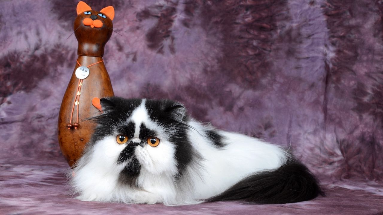 Wallpaper persian cat, figurine, cat, spotted