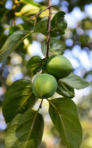 Preview wallpaper persimmon, branch, fruit