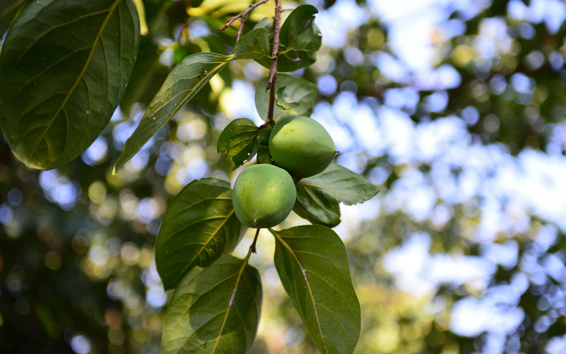 Download wallpaper 1920x1200 persimmon, branch, fruit widescreen 16:10