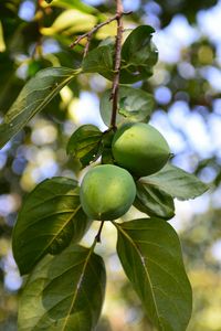 Preview wallpaper persimmon, branch, fruit