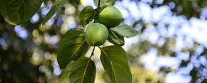 Preview wallpaper persimmon, branch, fruit