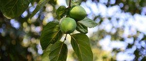 Preview wallpaper persimmon, branch, fruit