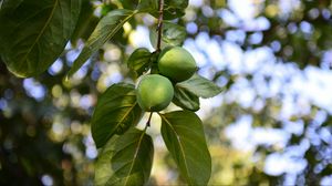 Preview wallpaper persimmon, branch, fruit