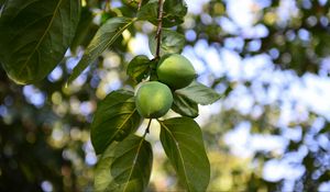 Preview wallpaper persimmon, branch, fruit