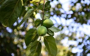 Preview wallpaper persimmon, branch, fruit