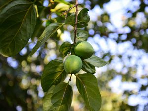 Preview wallpaper persimmon, branch, fruit