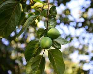 Preview wallpaper persimmon, branch, fruit