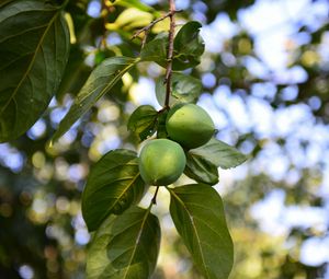 Preview wallpaper persimmon, branch, fruit