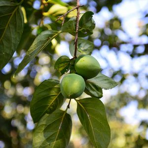 Preview wallpaper persimmon, branch, fruit