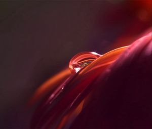 Preview wallpaper petal, drop, dew, red