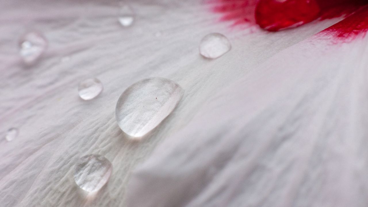 Wallpaper petal, drops, dew
