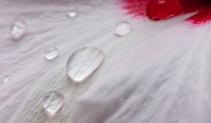 Preview wallpaper petal, drops, dew