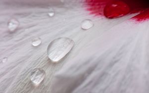 Preview wallpaper petal, drops, dew