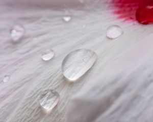 Preview wallpaper petal, drops, dew