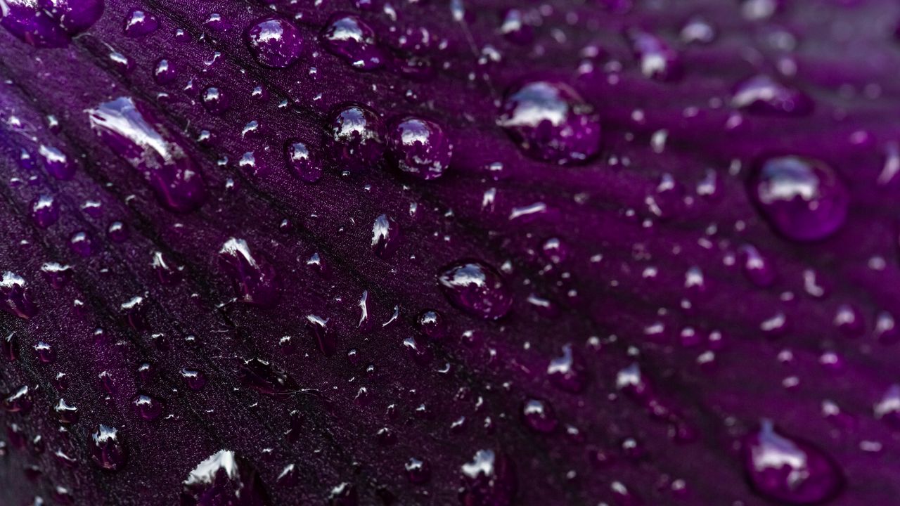 Wallpaper petal, drops, macro, water