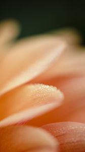 Preview wallpaper petal, drops, macro, water, pink