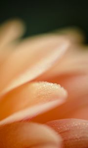 Preview wallpaper petal, drops, macro, water, pink