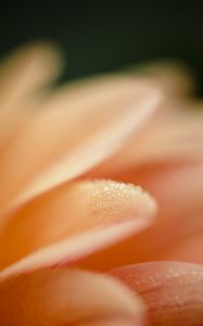 Preview wallpaper petal, drops, macro, water, pink