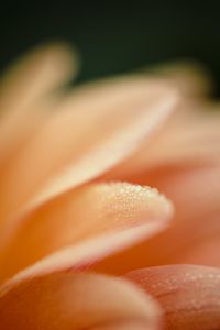 Preview wallpaper petal, drops, macro, water, pink