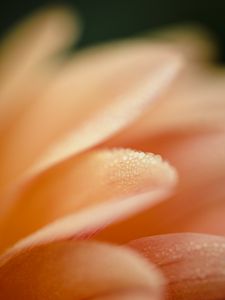 Preview wallpaper petal, drops, macro, water, pink