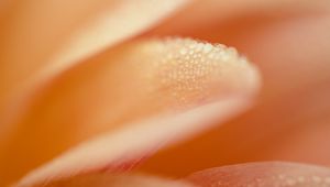 Preview wallpaper petal, drops, macro, water, pink