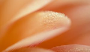 Preview wallpaper petal, drops, macro, water, pink