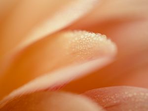 Preview wallpaper petal, drops, macro, water, pink