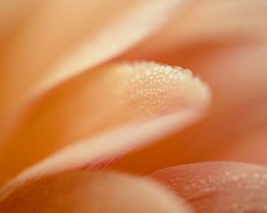 Preview wallpaper petal, drops, macro, water, pink