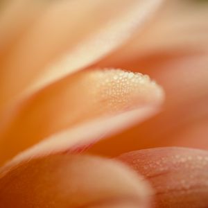 Preview wallpaper petal, drops, macro, water, pink