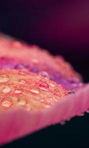 Preview wallpaper petal, drops, macro, pink