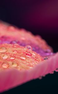 Preview wallpaper petal, drops, macro, pink