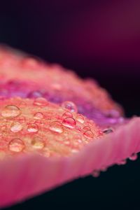 Preview wallpaper petal, drops, macro, pink