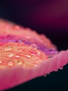 Preview wallpaper petal, drops, macro, pink