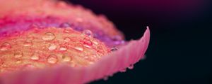 Preview wallpaper petal, drops, macro, pink