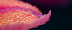 Preview wallpaper petal, drops, macro, pink